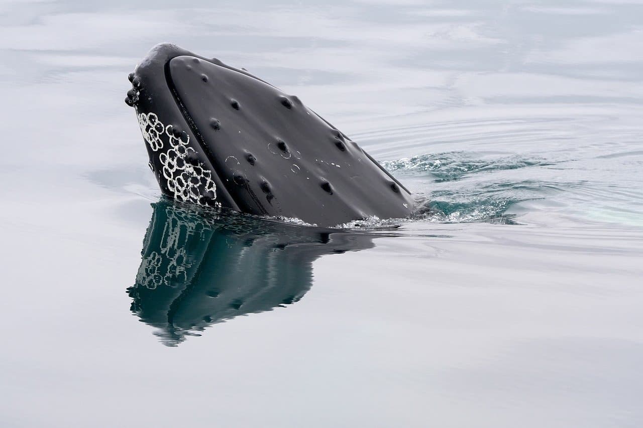 Discovеring thе Marvеlous World of Australia’s Whalе Spеciеs